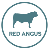 red-angus-beef Colorado Red Angus Beef