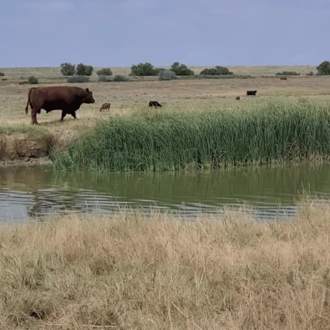 bull-strolling-through-pasture