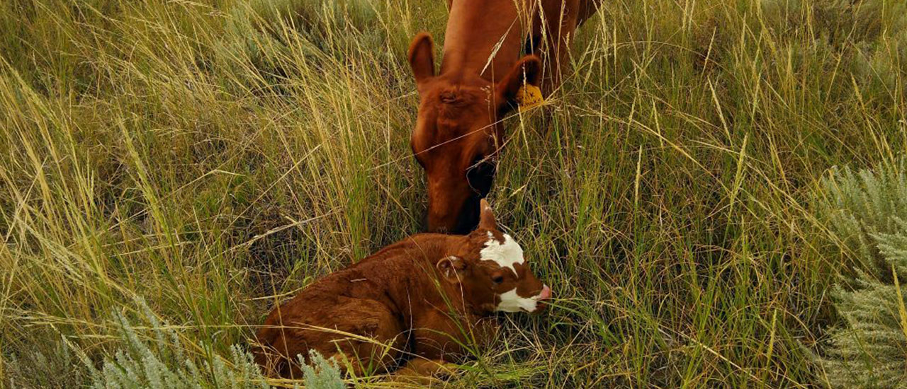 Mom and calf on Christensen Ranch