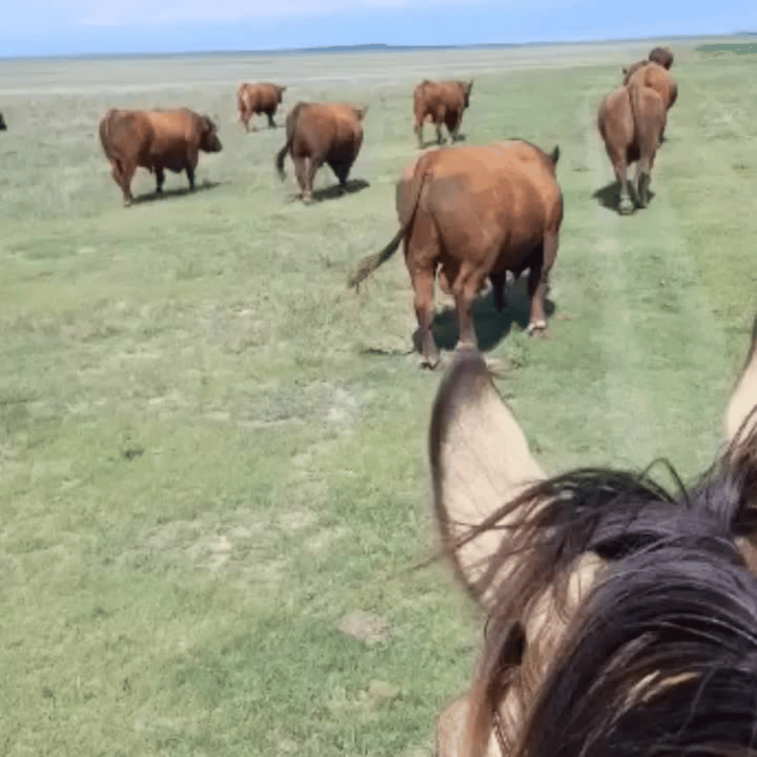 moving-bulls
