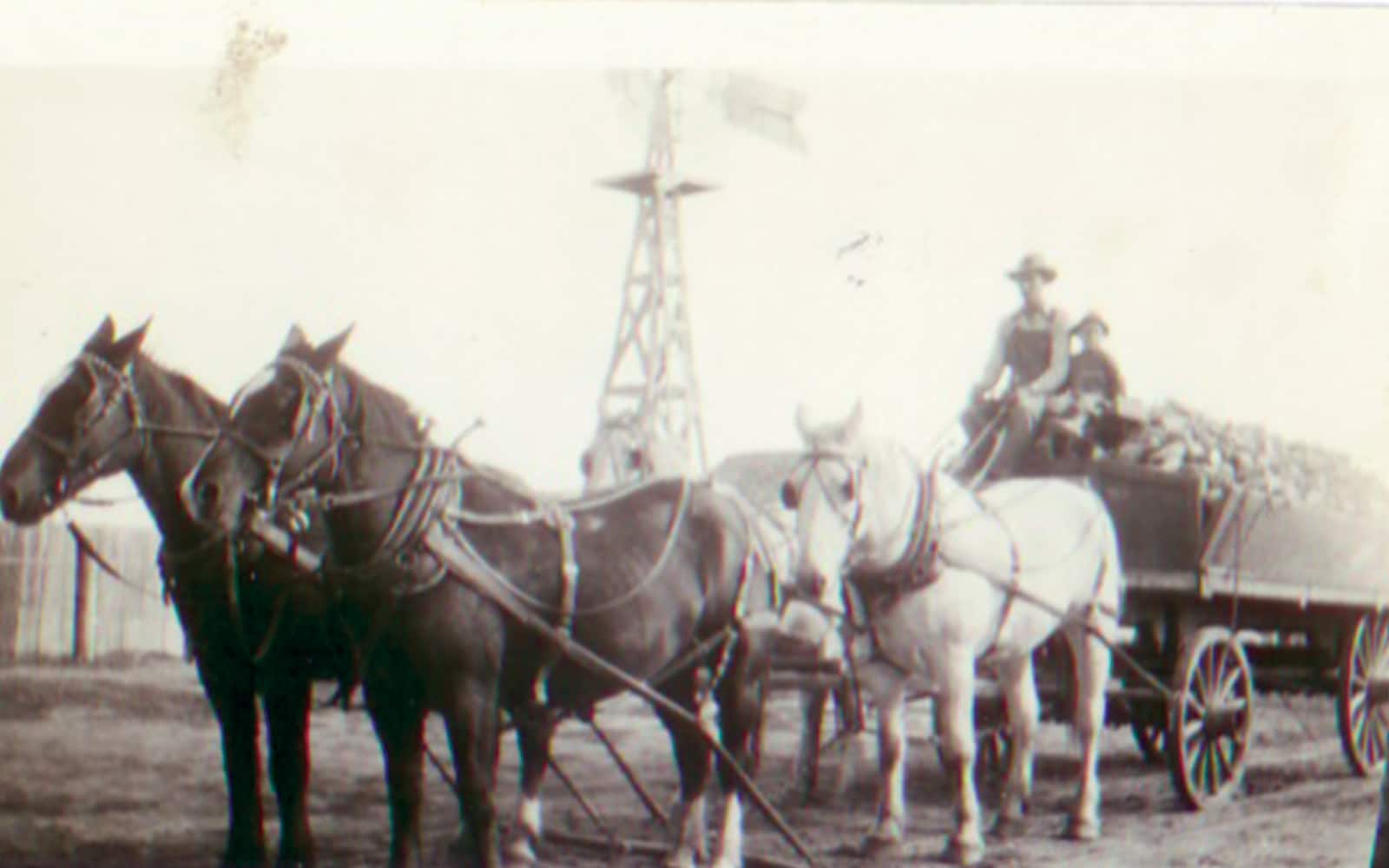 Edward Christensen with draft horses used for working the farm fields