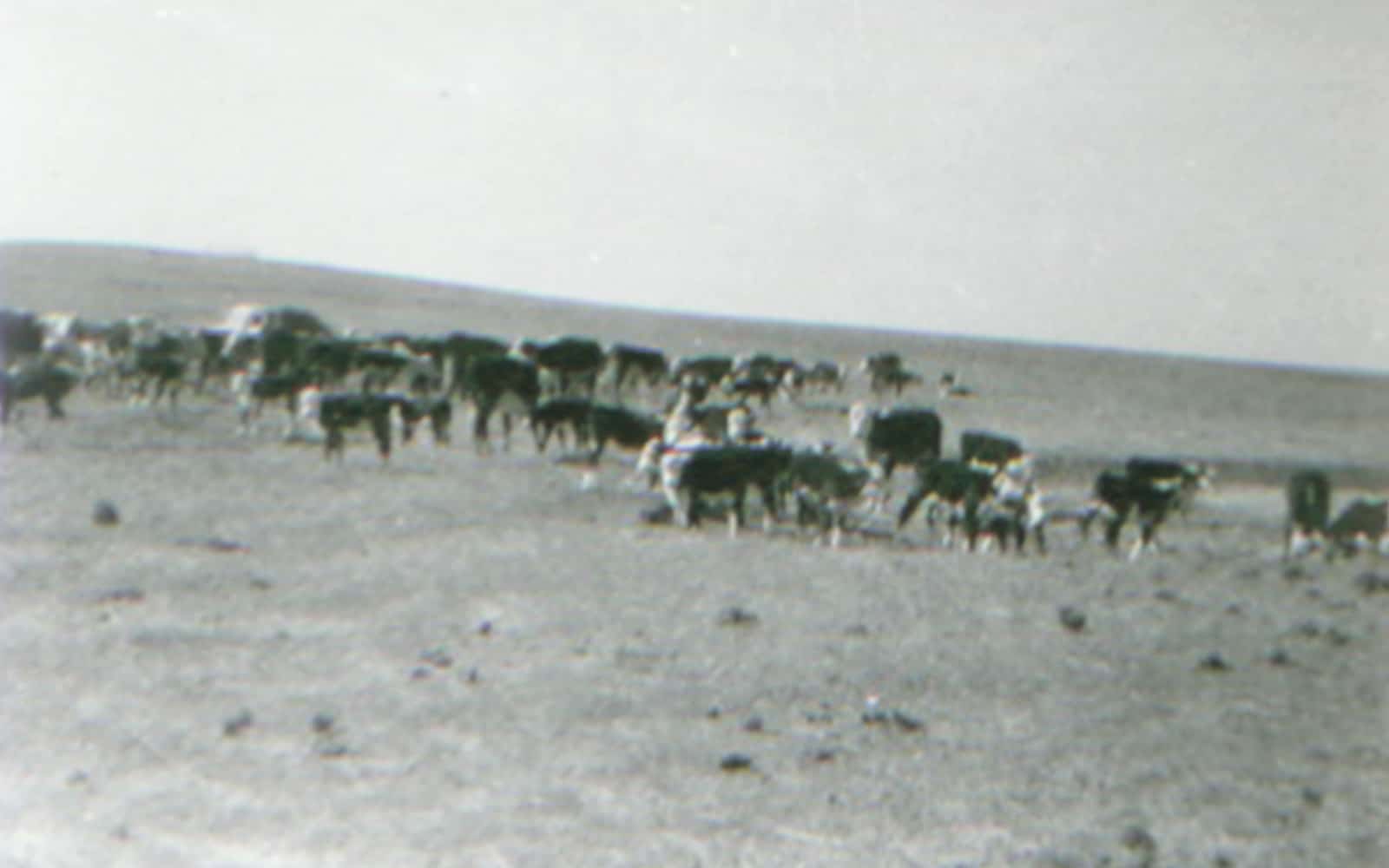 Hereford cattle in the pasture at Christensen Ranch