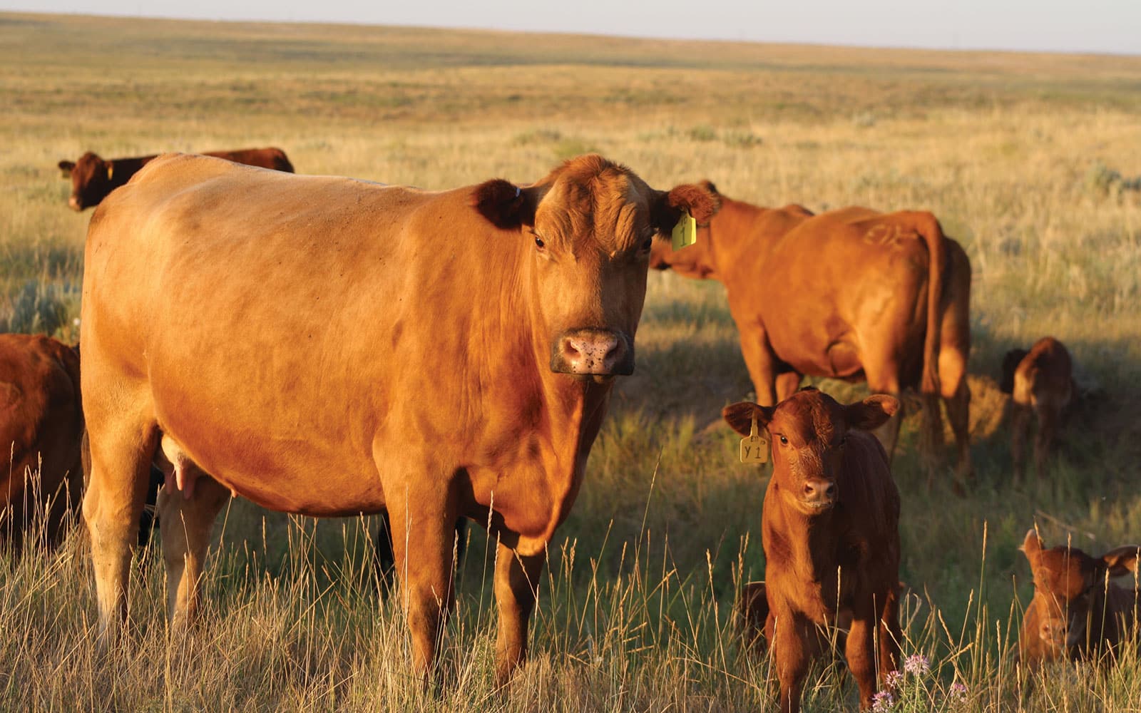 Christensen Ranch Red Angus cows and calves in pasture