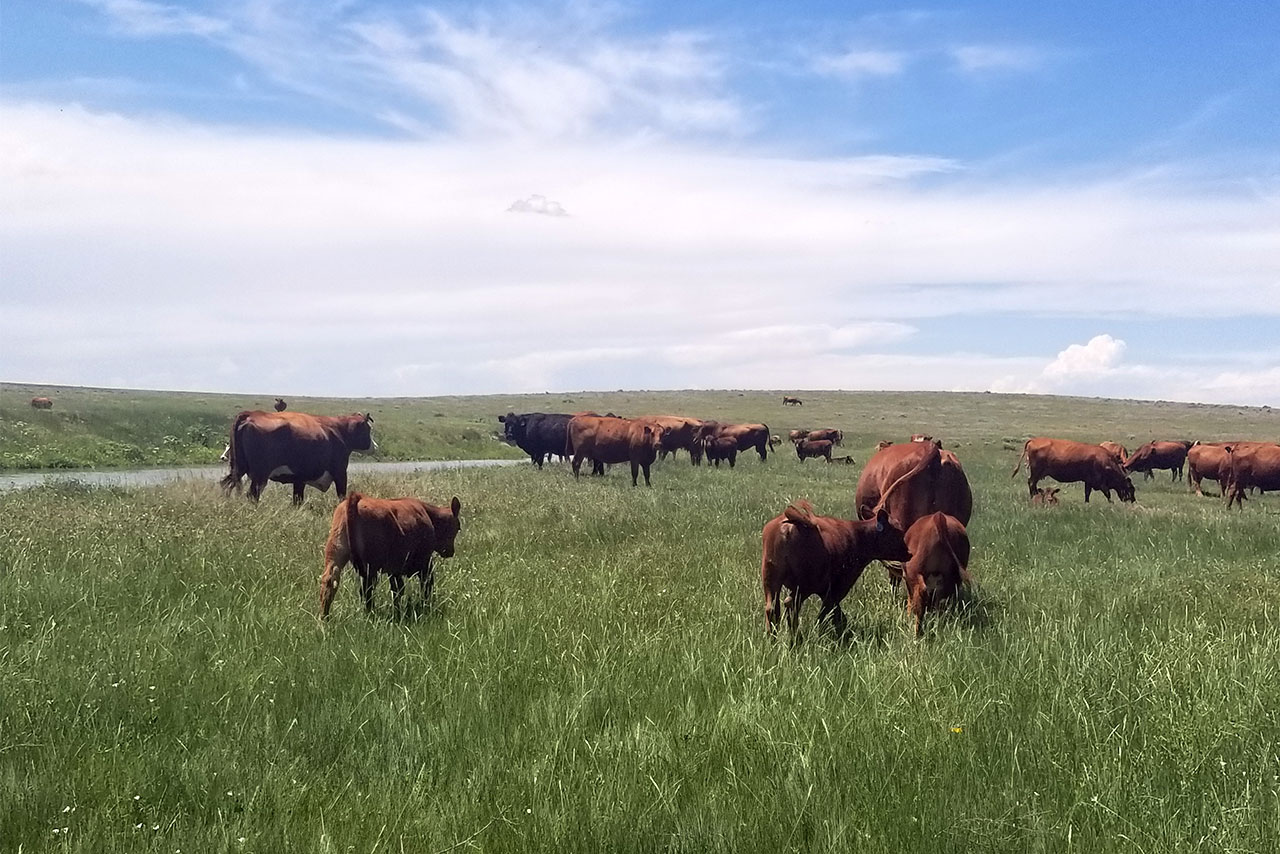 Cane Branch Farm Company, Pasture Raised Meats