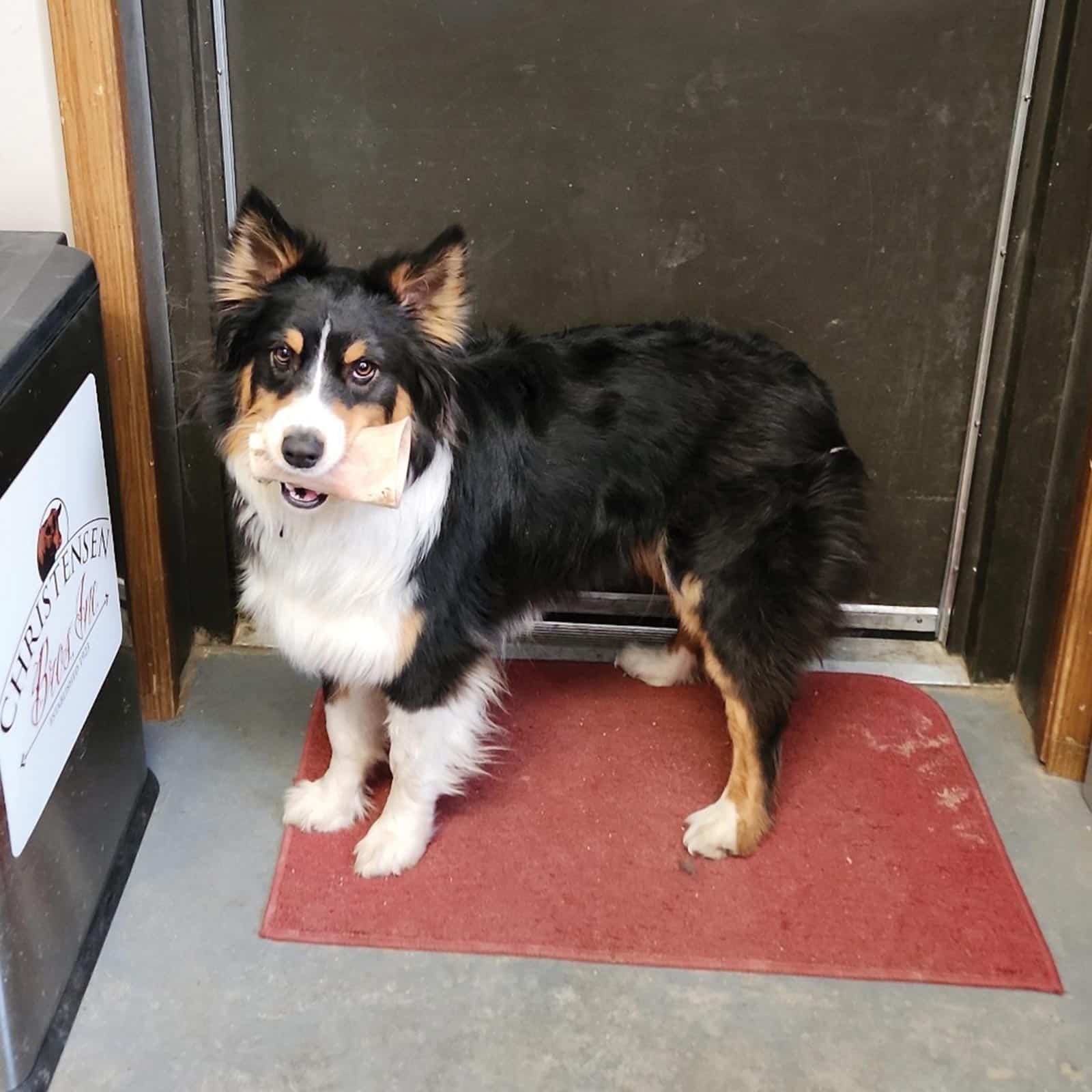 Bailee with marrow bone in the Christensen Ranch office